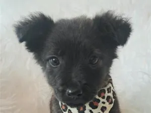 Cachorro raça SRD-ViraLata idade Abaixo de 2 meses nome Eva