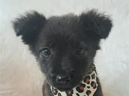 Cachorro raça SRD-ViraLata idade Abaixo de 2 meses nome Eva