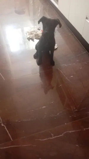 Cachorro raça SRD-ViraLata idade 2 a 6 meses nome jade