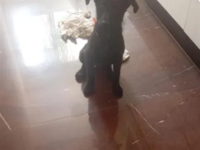 Cachorro raça SRD-ViraLata idade 2 a 6 meses nome jade