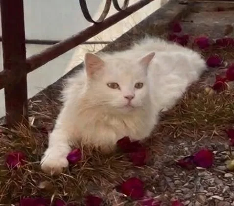 Gato raça SRD-ViraLata idade 6 ou mais anos nome CHAMINHO