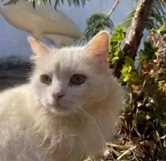 Gato raça SRD-ViraLata idade 6 ou mais anos nome CHAMINHO