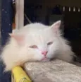CHAMINHO