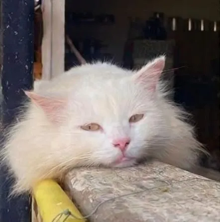Gato raça SRD-ViraLata idade 6 ou mais anos nome CHAMINHO
