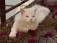 CHAMINHO