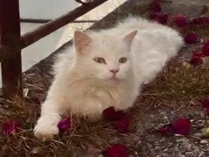 Gato raça SRD-ViraLata idade 6 ou mais anos nome CHAMINHO