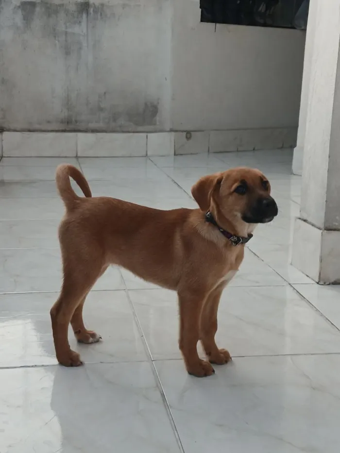 Cachorro raça SRD-ViraLata idade 7 a 11 meses nome Mel