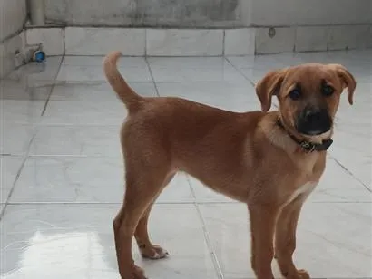 Cachorro raça SRD-ViraLata idade 7 a 11 meses nome Mel