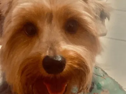 Cachorro raça Lhasa Apso idade 5 anos nome Bucky