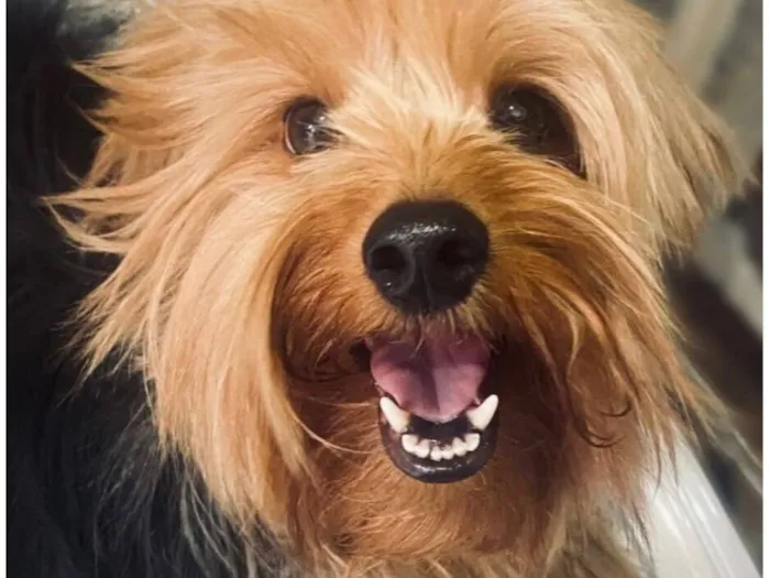 Cachorro raça Lhasa Apso idade 5 anos nome Bucky
