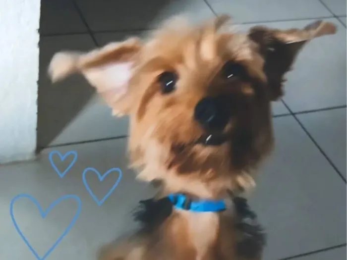 Cachorro raça Lhasa Apso idade 5 anos nome Bucky