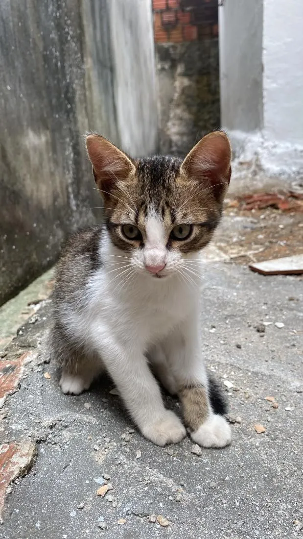 Gato raça SRD-ViraLata idade 2 a 6 meses nome levy