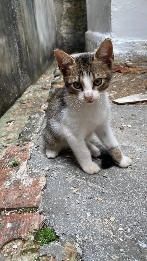 Gato raça SRD-ViraLata idade 2 a 6 meses nome levy