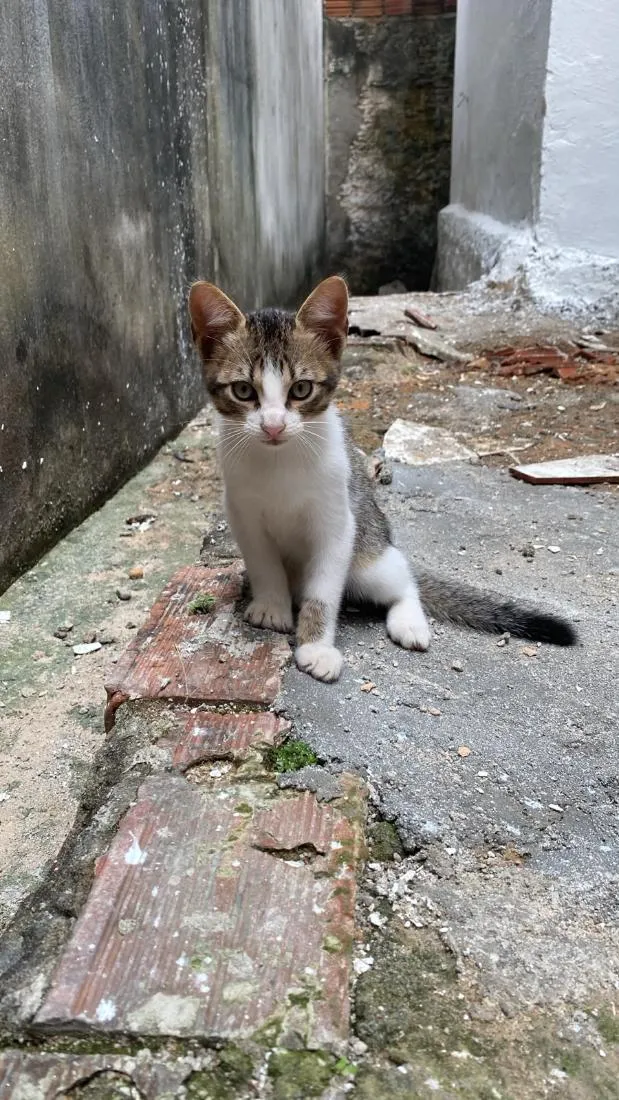 Gato raça SRD-ViraLata idade 2 a 6 meses nome levy