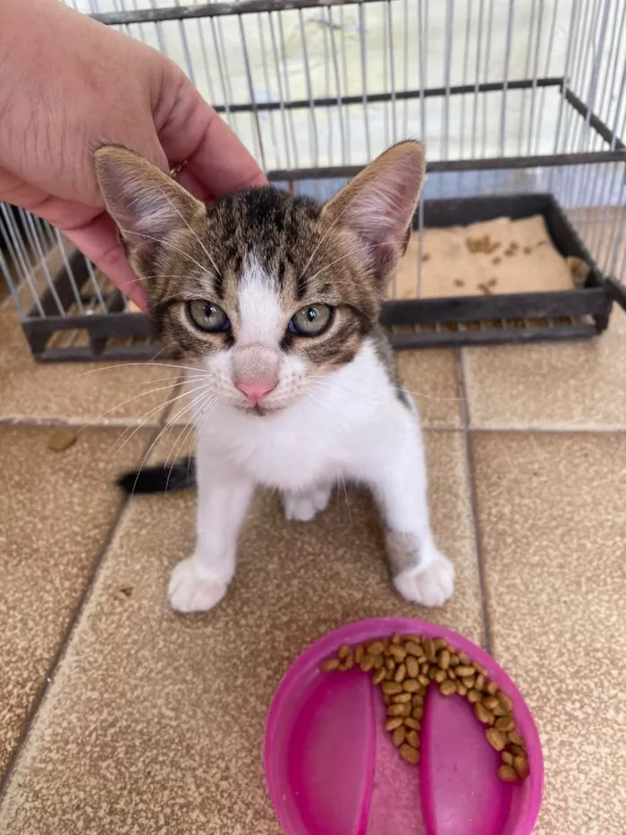 Gato raça SRD-ViraLata idade 2 a 6 meses nome levy