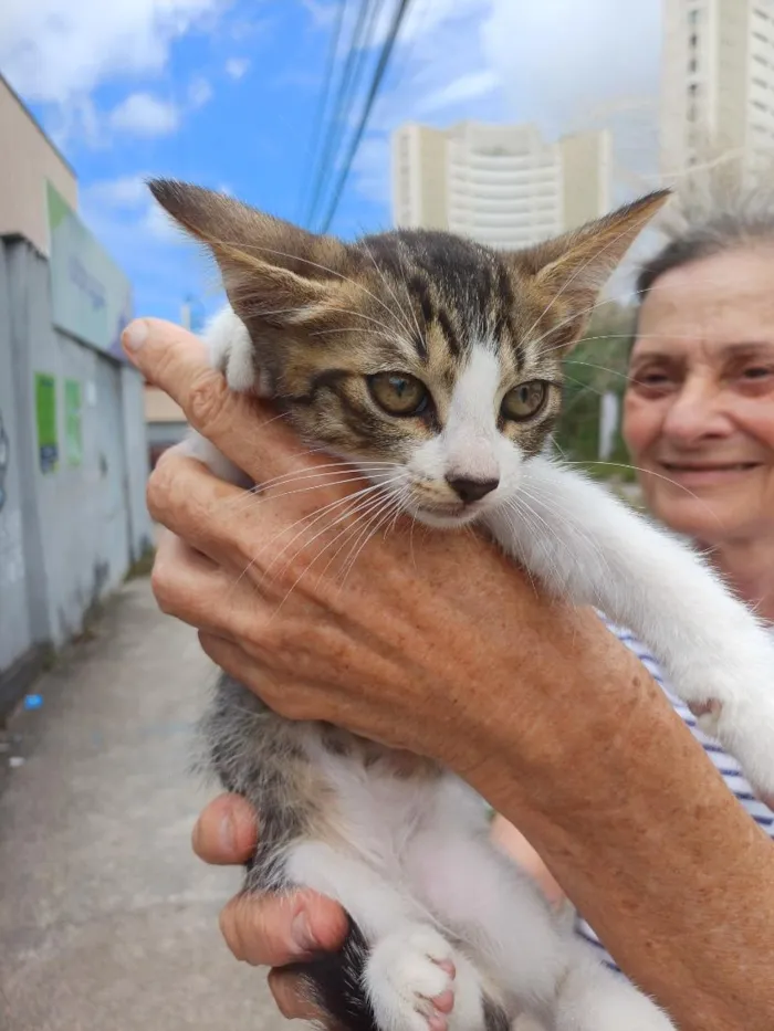 Gato raça SRD-ViraLata idade 2 a 6 meses nome levy