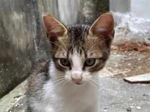 Gato raça SRD-ViraLata idade 2 a 6 meses nome levy