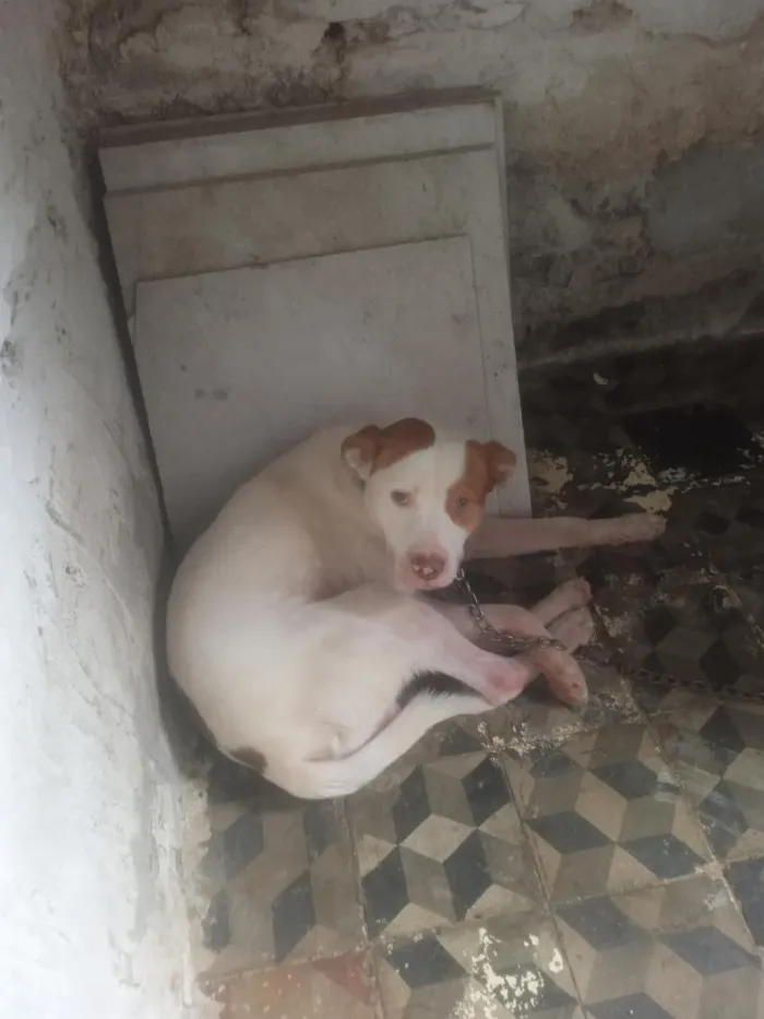 Cachorro raça SRD-ViraLata idade 2 anos nome Hércules