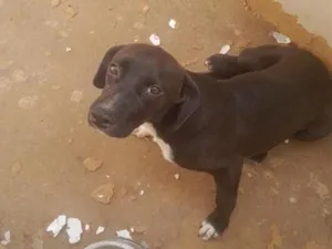 Cachorro raça SRD-ViraLata idade 7 a 11 meses nome mavie 