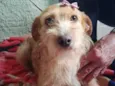 Maju