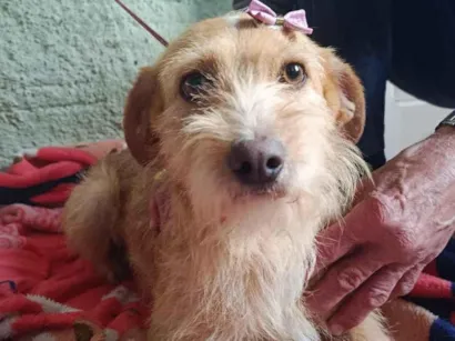 Cachorro raça SRD-ViraLata idade 7 a 11 meses nome Maju