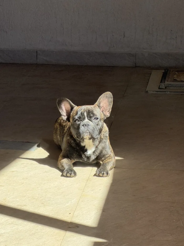 Cachorro raça SRD-ViraLata idade 7 a 11 meses nome Colt