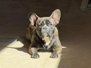 Cachorro raça SRD-ViraLata idade 7 a 11 meses nome Colt