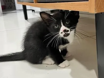 Gato raça SRD-ViraLata idade Abaixo de 2 meses nome Sem nome
