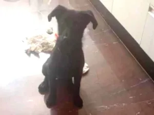 Cachorro raça SRD-ViraLata idade 2 a 6 meses nome jade