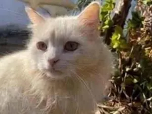 Gato raça SRD-ViraLata idade 6 ou mais anos nome CHAMINHO
