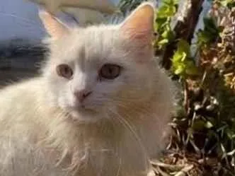 Gato raça SRD-ViraLata idade 6 ou mais anos nome CHAMINHO