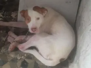 Cachorro raça SRD-ViraLata idade 2 anos nome Hércules
