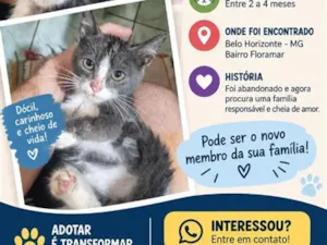 Gato raça SRD-ViraLata idade 2 a 6 meses nome Sem nome ainda