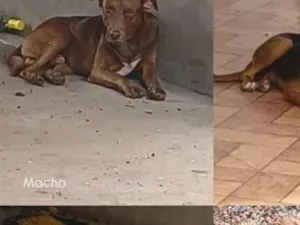 Cachorro raça SRD-ViraLata idade 6 ou mais anos nome sem nome