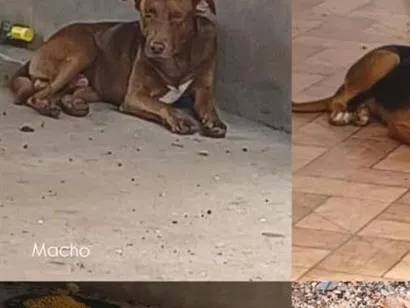Cachorro raça SRD-ViraLata idade 6 ou mais anos nome sem nome
