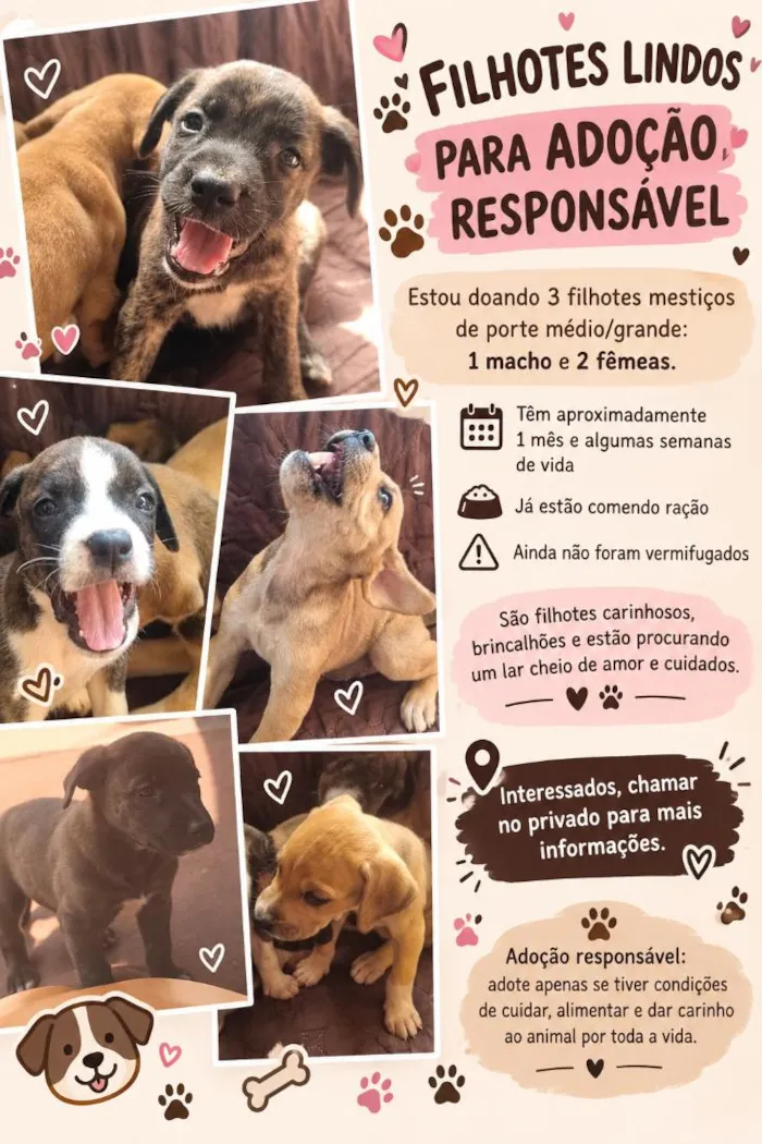 Cachorro raça SRD-ViraLata idade Abaixo de 2 meses nome não tem 