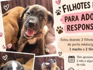 Cachorro raça SRD-ViraLata idade Abaixo de 2 meses nome não tem 