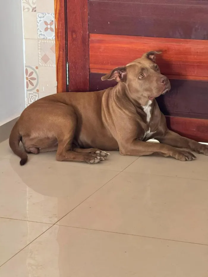 Cachorro raça SRD-ViraLata idade 3 anos nome Meg