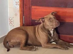 Cachorro raça SRD-ViraLata idade 3 anos nome Meg
