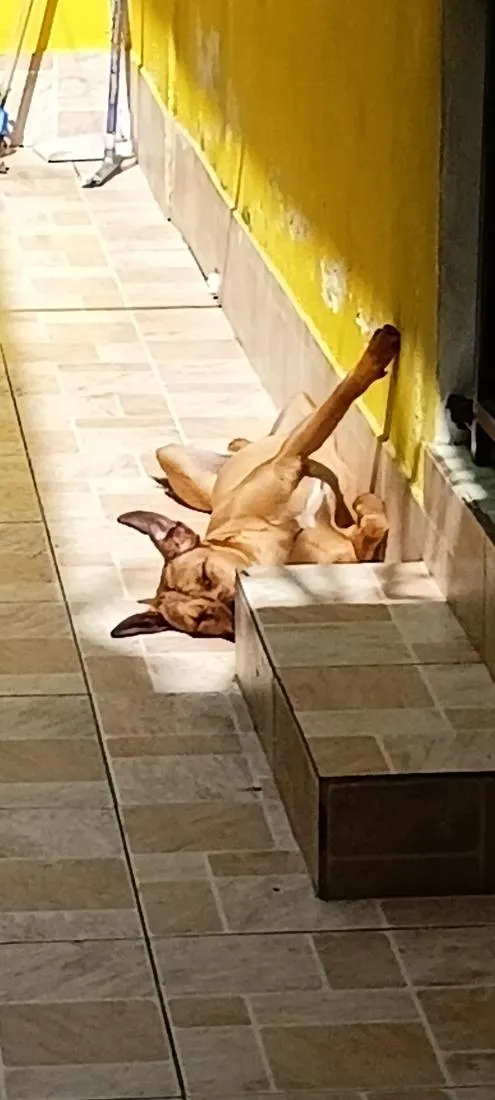 Cachorro raça SRD-ViraLata idade 6 ou mais anos nome Lupita