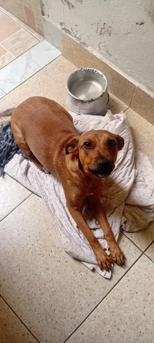 Cachorro raça SRD-ViraLata idade 6 ou mais anos nome Lupita