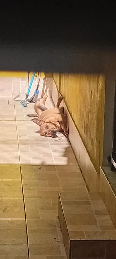 Cachorro raça SRD-ViraLata idade 6 ou mais anos nome Lupita
