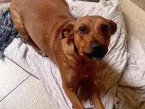 Cachorro raça SRD-ViraLata idade 6 ou mais anos nome Lupita