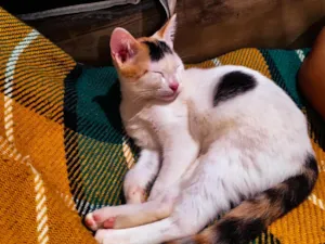 Gato raça SRD-ViraLata idade 2 a 6 meses nome Kitty