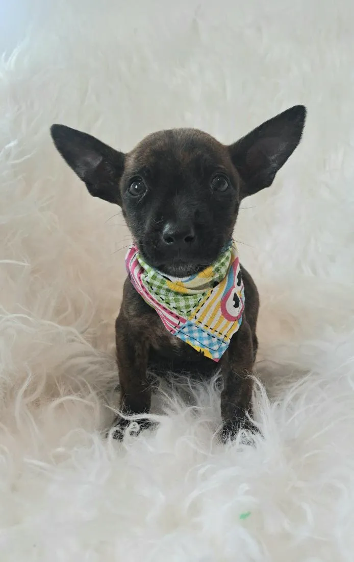 Cachorro raça SRD-ViraLata idade 2 a 6 meses nome Alma