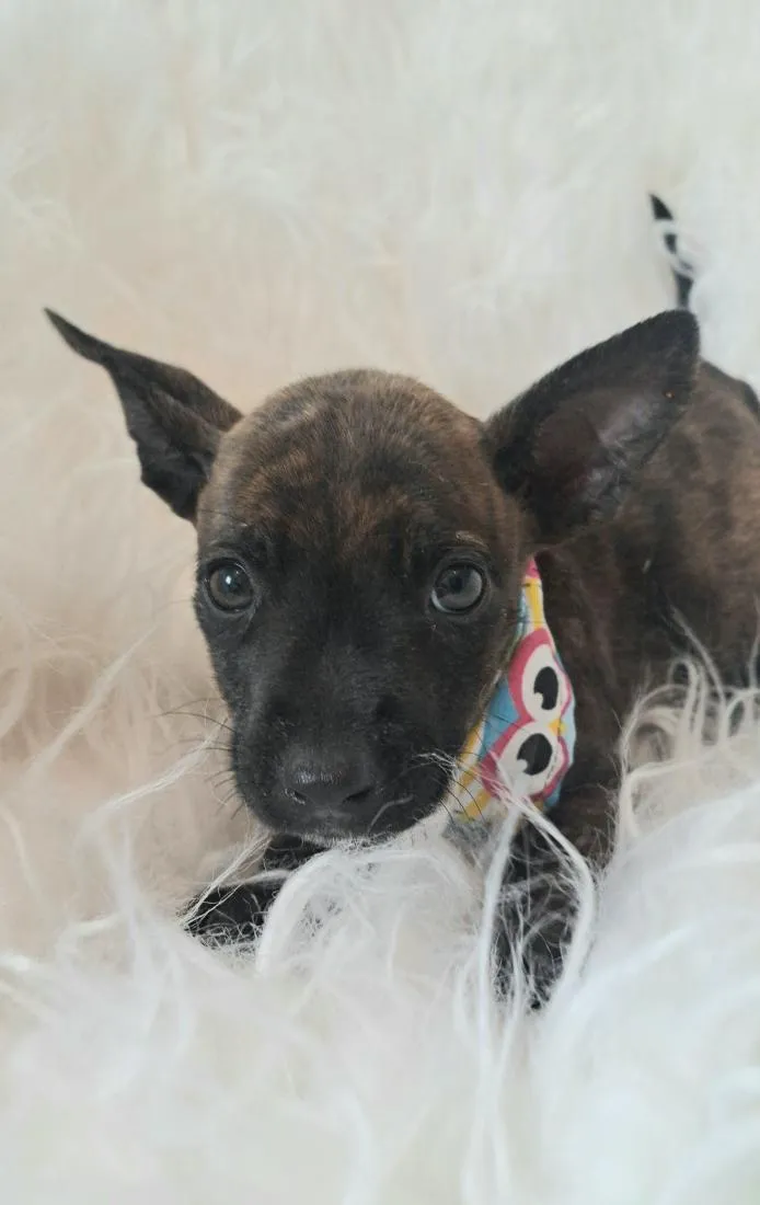 Cachorro raça SRD-ViraLata idade 2 a 6 meses nome Alma
