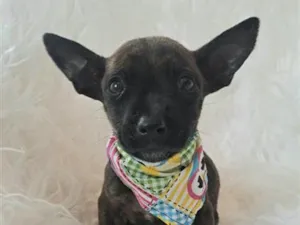 Cachorro raça SRD-ViraLata idade 2 a 6 meses nome Alma