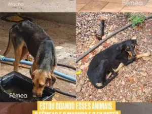 Cachorro raça SRD-ViraLata idade 6 ou mais anos nome sem nome