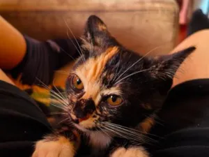 Gato raça SRD-ViraLata idade 2 a 6 meses nome Kett