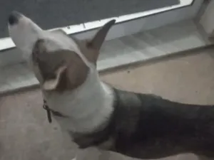 Cachorro raça SRD-ViraLata idade 2 anos nome Doguinha
